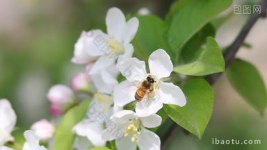 鲜花盛开蜜蜂采蜜高清实拍